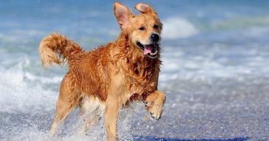Σκύλοι και παραλία: Τι Λέει η νομοθεσία – Τι πρέπει να προσέξετε.