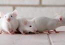 Το στέλεχος Omicron Covid εξελίχθηκε σε ποντίκια – Κινεζική μελέτη
