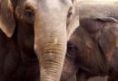 Νοσοκομείο ελεφάντων στην Ινδία: Μόνο 40.000 ασιατικοί ελέφαντες παραμένουν στη φύση