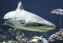 Καρχαρίας δάγκωσε μέχρι θανάτου γυναίκα σε δημοφιλές θέρετρο