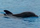 Περίπου 230 μαύρα δελφίνια εγκλωβίστηκαν στις ακτές της Τασμανίας