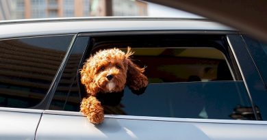 Τα σκυλιά είναι πιο άνετα στα ηλεκτρικά αυτοκίνητα παρά στα ντίζελ