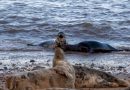 1.700 νεκρές φώκιες βρέθηκαν στις ρωσικές ακτές της Κασπίας Θάλασσας
