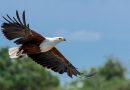 Η Κύπρος επιβάλλει τα πρώτα πρόστιμα για δηλητηρίαση άγριων πτηνών