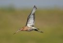 Αυτό το πουλί πετά 13.560 χιλιόμετρα χωρίς διακοπή και σπάει ένα παγκόσμιο ρεκόρ
